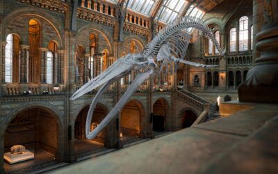 Auxiliar de Museos 2026